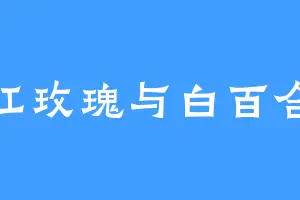 红玫瑰与白百合